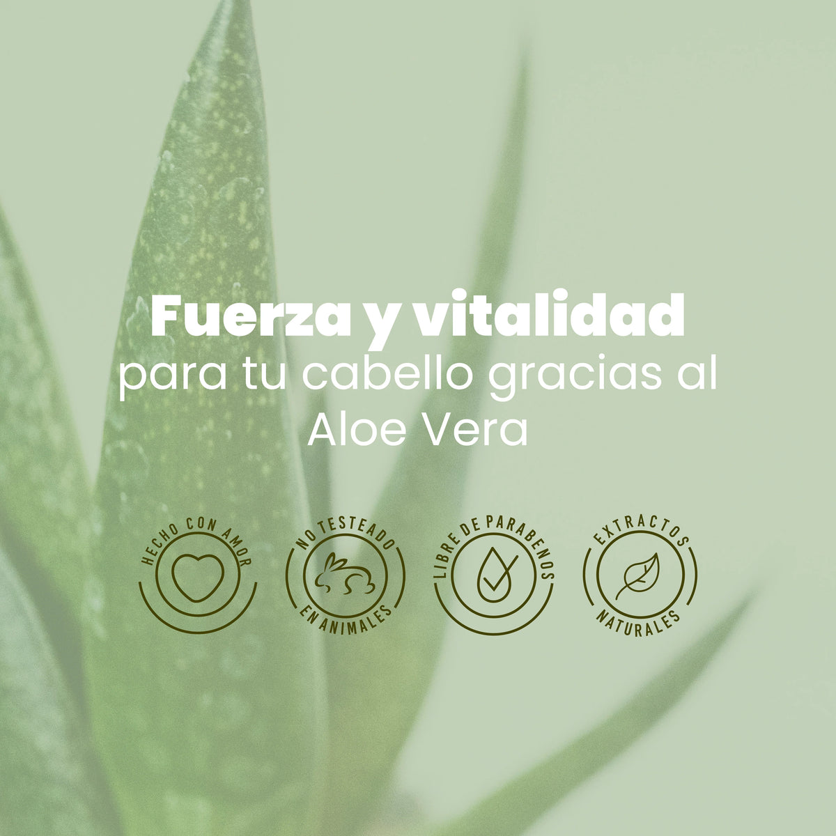Anyeluz Shampoo aloe vera